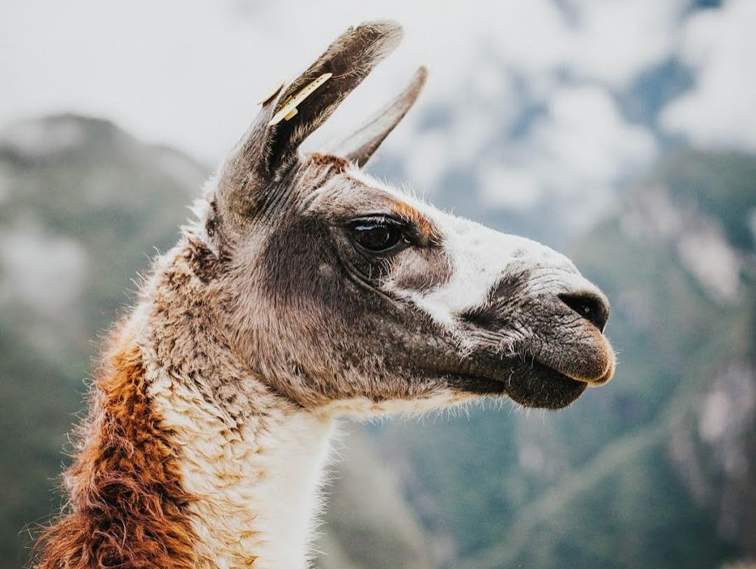 A closeup of a llama's face looking off to the side on a mountain.