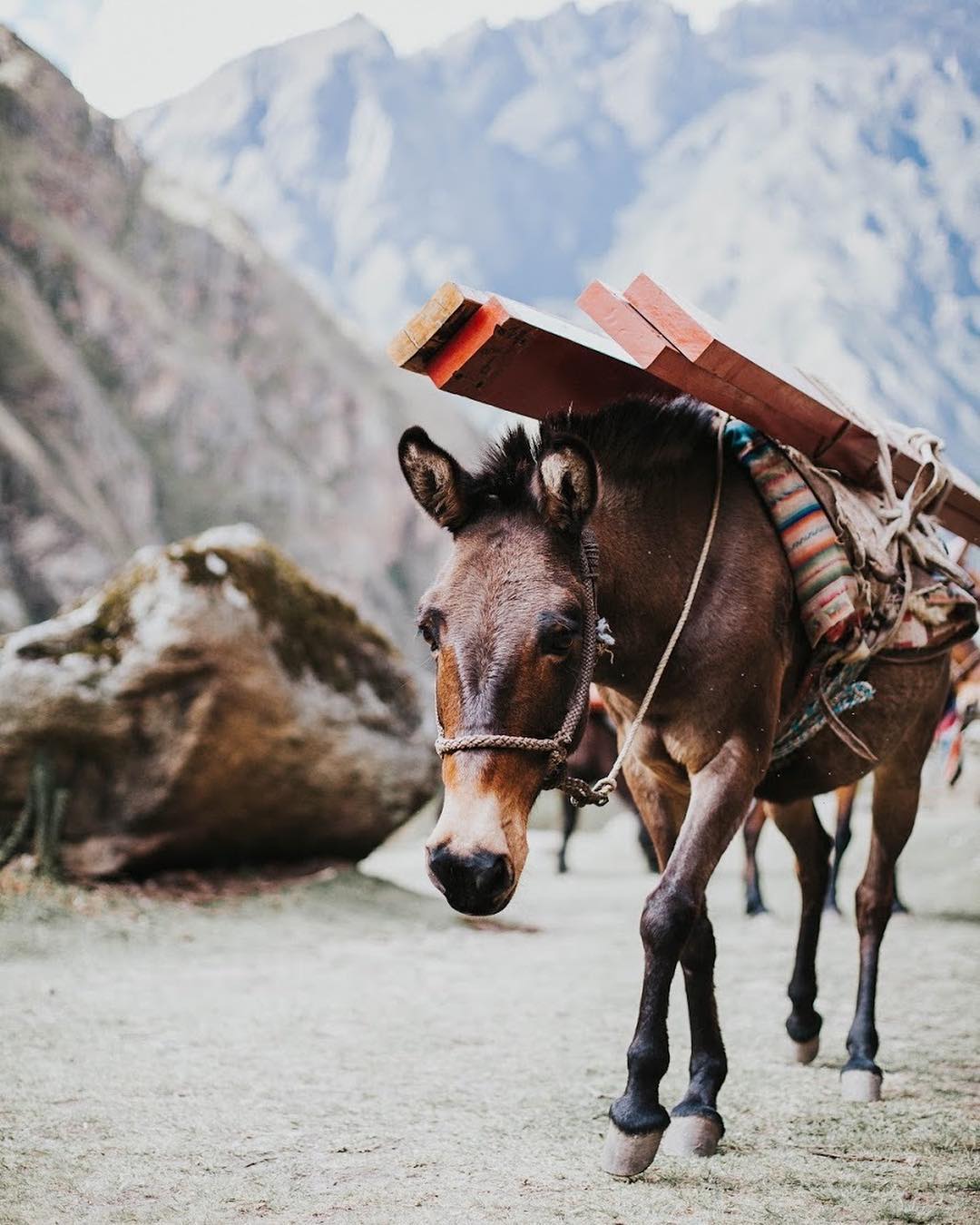 A brown donkey carrying 4 red wooden beams on its back.